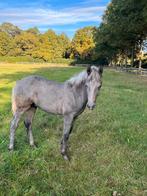 Connemara hengst, Dieren en Toebehoren