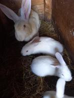 moederkonijn met 3 jongen, konijnen, vleeskonijn, Dieren en Toebehoren, Konijnen