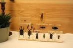 Taxidermie - Opgezette Insecten in epoxy, Verzamelen, Ophalen of Verzenden, Gebruikt, Insect, Opgezet dier