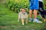 Prachtige kruising Herder pup, België, CDV (hondenziekte), 8 tot 15 weken, Groot