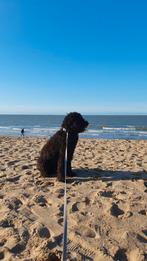 Honden uitlaatservice (Knokke-Heist), Dieren en Toebehoren