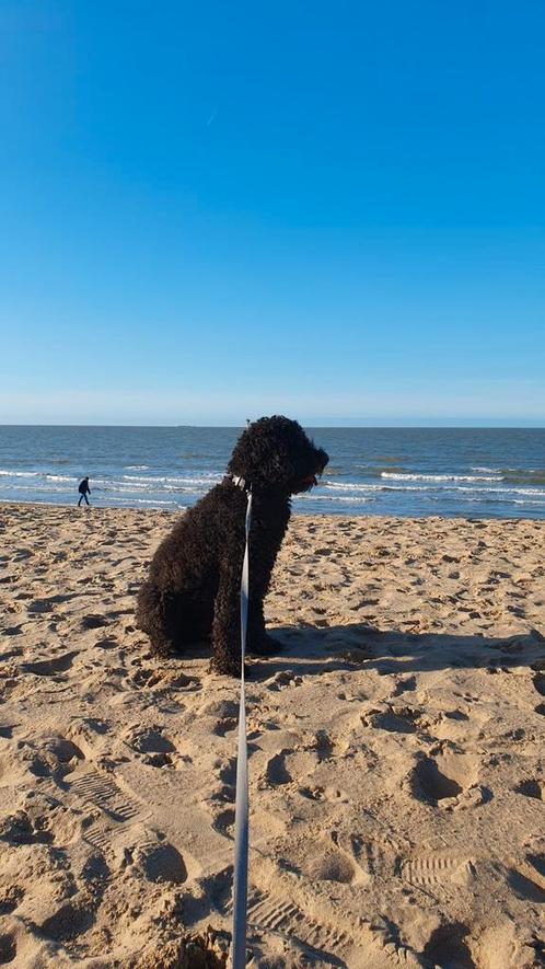 Honden uitlaatservice (Knokke-Heist), Dieren en Toebehoren, Stalling en Weidegang