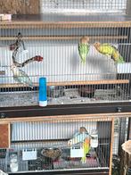 Lovebird agapornis roseicollis, Dieren en Toebehoren, Vogels | Parkieten en Papegaaien