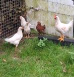 Jonge kippen, Dieren en Toebehoren, Pluimvee