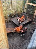 Sierhanen op te halen - gratis, Dieren en Toebehoren, Pluimvee, Mannelijk, Kip