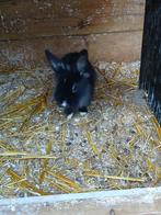 2 dwergkonijn mannetjes, Animaux & Accessoires, Lapins