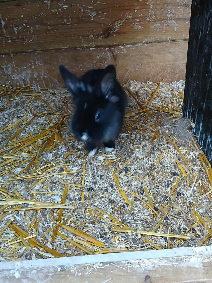 2 dwergkonijn mannetjes, Animaux & Accessoires, Lapins