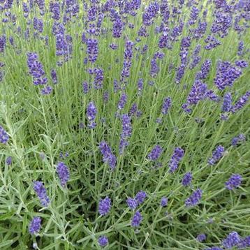 lavendula hidcote lavendel beschikbaar voor biedingen