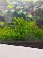 Aquarium plant: Hemianthus Micranthemoides, Dieren en Toebehoren, Vissen | Aquaria en Toebehoren, Zo goed als nieuw, Ophalen