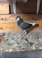 Reisduif jonge te reserveren