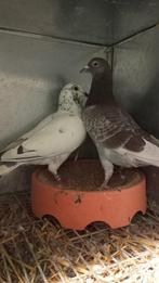 Een koppel postduiven, Dieren en Toebehoren, Vogels | Duiven, Meerdere dieren, Postduif