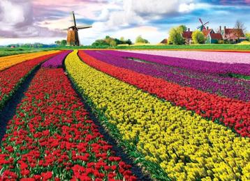 Puzzel „Tulip Fields” van 1000 stukjes (68 x 48 cm) beschikbaar voor biedingen