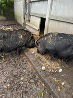 Mini hangbuik varkens, Dieren en Toebehoren, Meerdere dieren, Varken, 3 tot 5 jaar