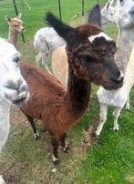 Ruby is een 2 jarige merrie, geboren bij ons, Dieren en Toebehoren