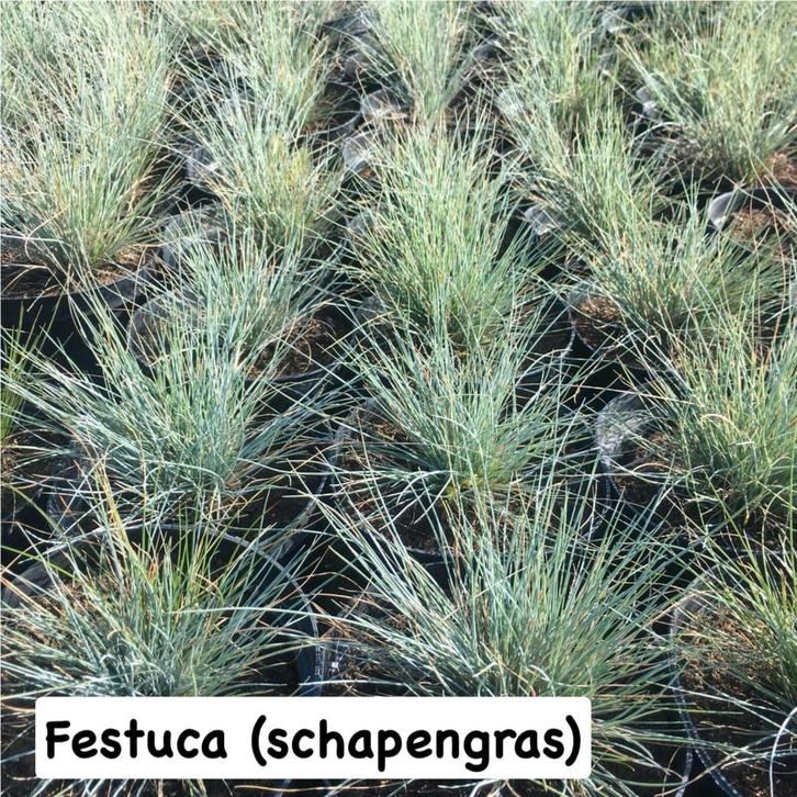 ‼️siergrassen aan promoprijzen ‼️, Tuin en Terras, Planten | Tuinplanten, Siergrassen, Ophalen