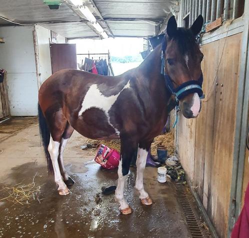 Pony Indio 1m29, Dieren en Toebehoren, Pony's, Ruin, B, C pony (1.27m tot 1.37m), Recreatiepony, 7 tot 10 jaar, Ontwormd, Ingeënt