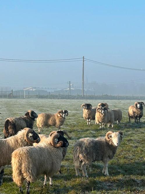 12 mooi jonge rammen ! Bokken, Dieren en Toebehoren, Schapen, Geiten en Varkens, Schaap, Mannelijk