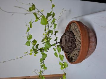 Dioscorea elephantipes (olifantenpoot) beschikbaar voor biedingen
