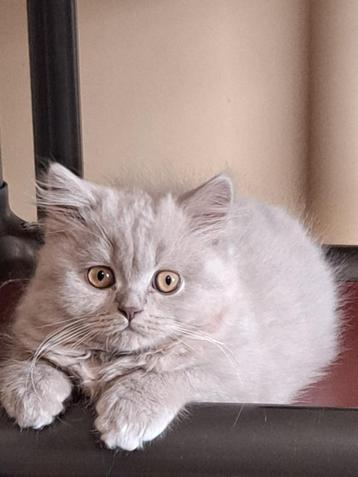 Brits Langhaar kittens  beschikbaar voor biedingen