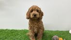 Cockapoo pups, Dieren en Toebehoren, België, 8 tot 15 weken, CDV (hondenziekte), Meerdere