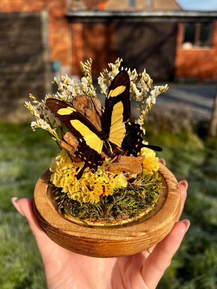 Opgezette vlinder - Papilio Torquatus, Verzamelen, Dierenverzamelingen, Nieuw, Opgezet dier, Insect, Ophalen of Verzenden