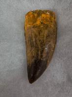 Carcharodontosaurus tand 6,5 Cm, Ophalen of Verzenden