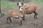 kameroen , soay , quessant rammetjes gezocht, Dieren en Toebehoren, Schapen, Geiten en Varkens
