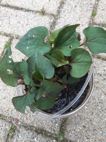 Waterplanten  beschikbaar voor biedingen