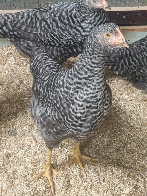 Legkippen, Dieren en Toebehoren, Pluimvee