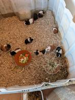 Cavia ( beertjes ) gratis., Dieren en Toebehoren, Knaagdieren, November, Cavia