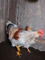 Leghorn haan Witpatrijs, Dieren en Toebehoren, Pluimvee, Mannelijk, Kip