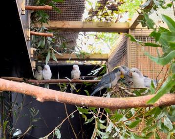 Paires de conure souris  disponible aux enchères