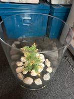 Visbokaal, Dieren en Toebehoren, Vissen | Aquaria en Toebehoren, Ophalen