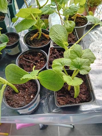 Courgette en pompoen plantjes pompoenen beschikbaar voor biedingen