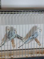 Vogels, Dieren en Toebehoren, Meerdere dieren, Parkiet