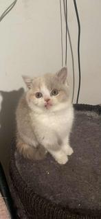 Britse korthaar kitten tricolor, Dieren en Toebehoren, Poes, Gechipt, 0 tot 2 jaar