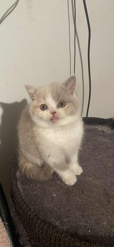 Britse korthaar kitten tricolor, Dieren en Toebehoren, Katten en Kittens | Raskatten | Korthaar, Poes, 0 tot 2 jaar, Gechipt, Ontwormd