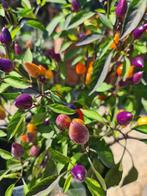 Bolivian rainbow peper plantjes moestuin chili, Tuin en Terras, Ophalen of Verzenden