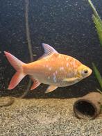 Barbus Schwanenfeldii Albino 15 a 20cm, Dieren en Toebehoren, Vissen | Aquariumvissen