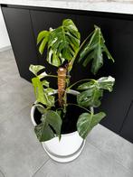 Plant Monstera Deliciosa Variegata, Huis en Inrichting, Kamerplanten, Ophalen, Overige soorten, Halfschaduw, Minder dan 100 cm