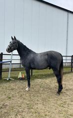 3 jarige ruin  camposonto X diamant de Semilly, Dieren en Toebehoren, Paarden, Springpaard, Gechipt, Ruin, 3 tot 6 jaar