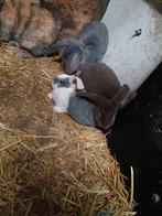 Franse hangoren te koop, Dieren en Toebehoren, Konijnen
