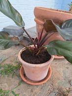 Philodendron, Ophalen