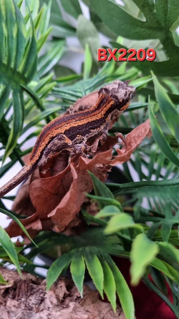 Rhacodactylus auriculatus. Gargoyle Gecko, Dieren en Toebehoren, Reptielen en Amfibieën