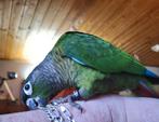 5 conures molinae EAM, Dieren en Toebehoren, Vogels | Parkieten en Papegaaien