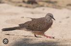 Middel parelhals tortel duivin., Dieren en Toebehoren, Vogels | Duiven, Vrouwelijk, Overige soorten