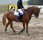 Azzaro – 4,5-jarige pony ruin, Dieren en Toebehoren, Pony's, E pony (1.48m - 1.57m), Met stamboom, Ruin, Zadelmak