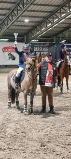 Allrounder C-pony - merrie - 12 jaar, Dieren en Toebehoren, Merrie, 11 jaar of ouder, Recreatiepony, L