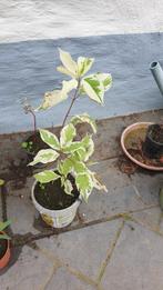 Cornus i, cotonisater, verbena, berk, wilg..., Ophalen, In pot