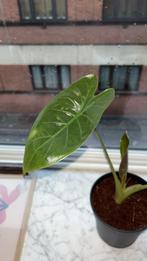 Plant met nieuw blad om te ruilen, Ophalen